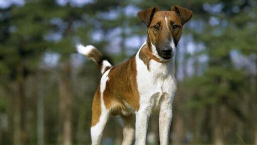 A fox cheap terrier